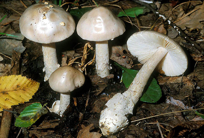 334 Maggio vecchio ritrovamento